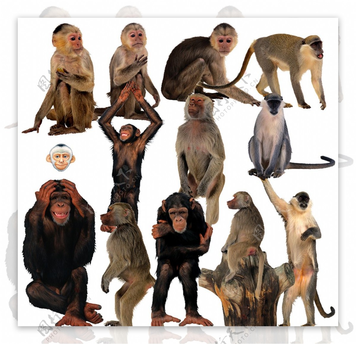 猴子素材图片