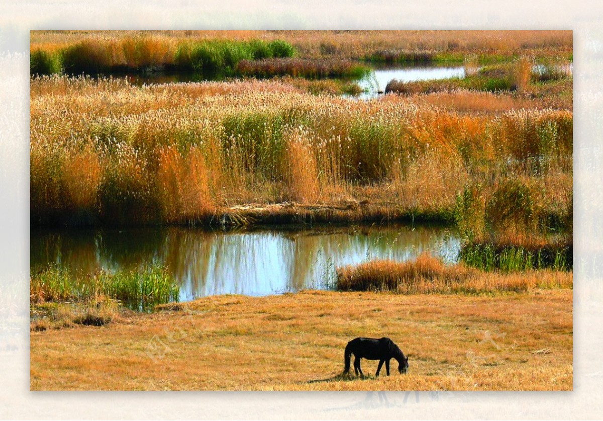 内蒙草原湿地图片