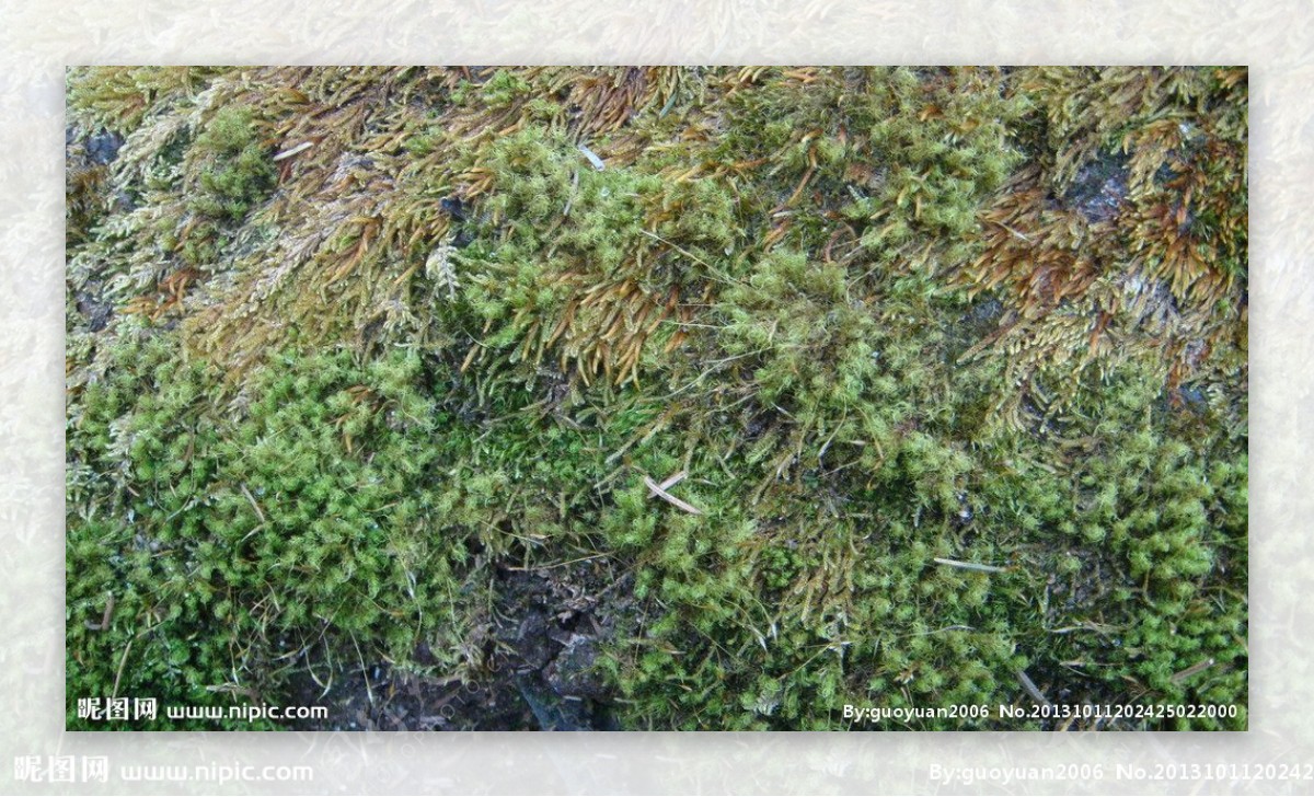 玉龙雪山山顶森林植被图片