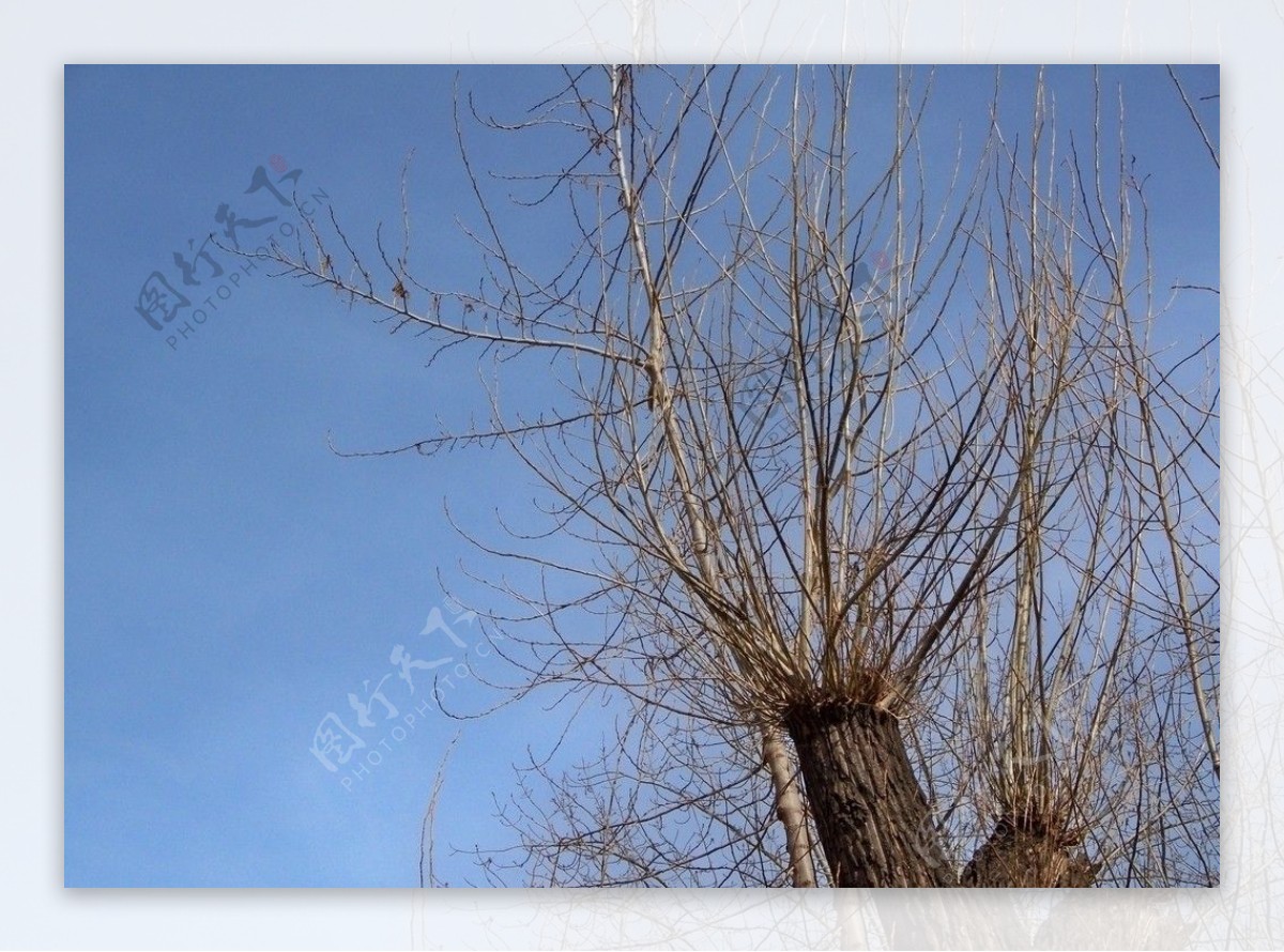 冬日里的树图片
