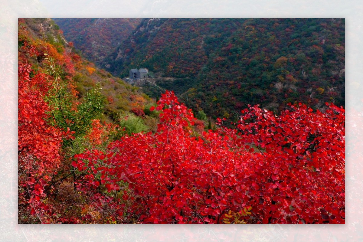 红叶山林图片