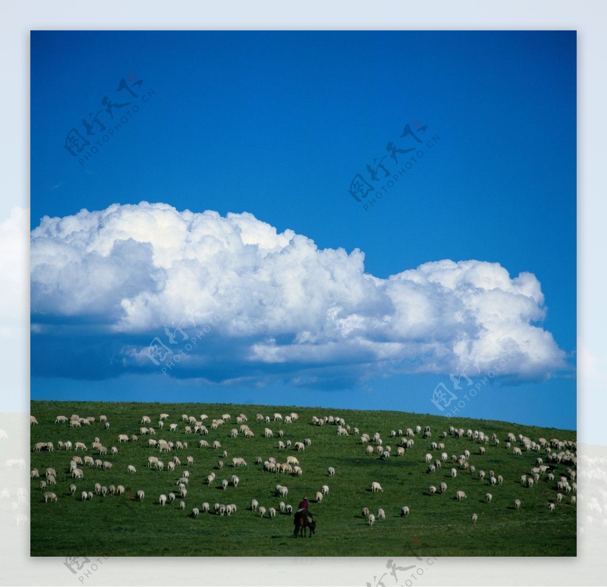 羊群風光图片