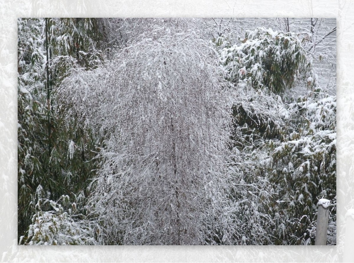 大雪满天图片