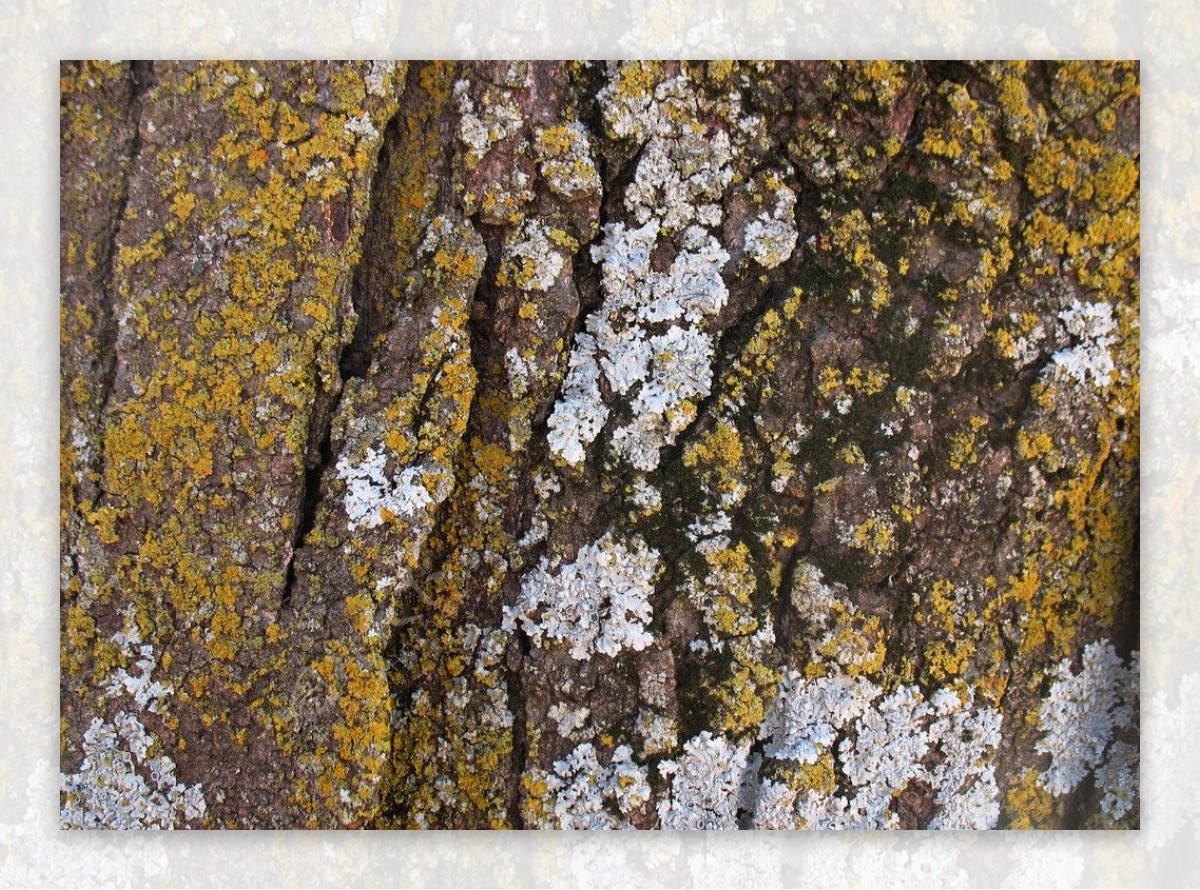 黄白苔藓树皮图片