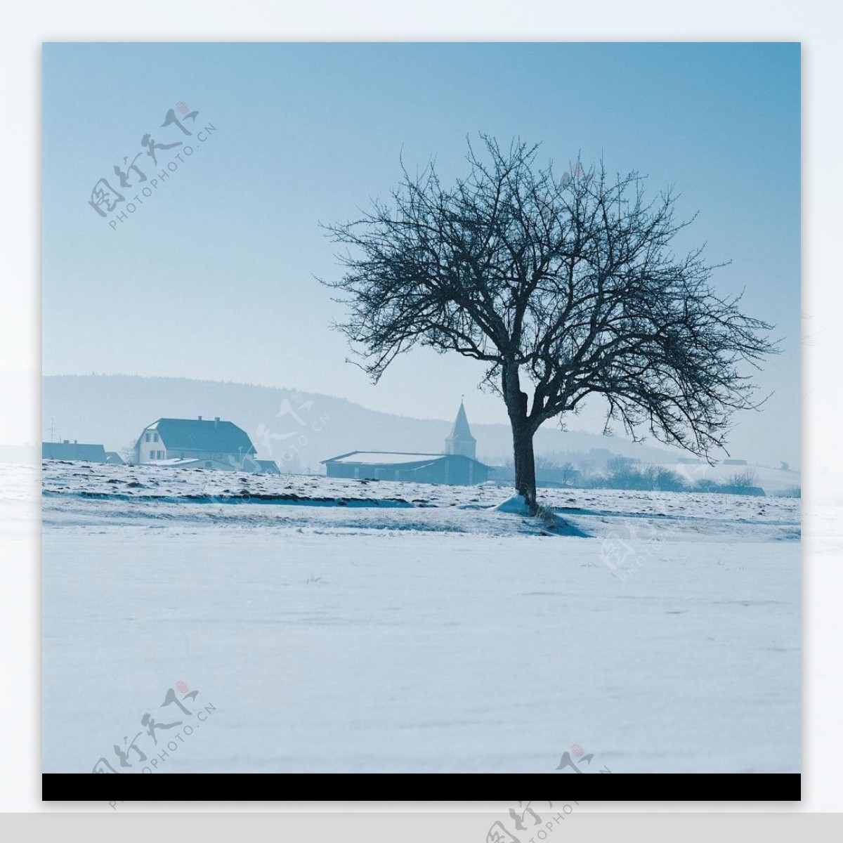 一棵树孤独雪中图片