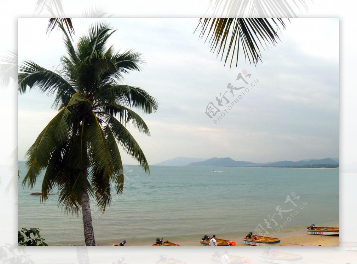 沙滩上的椰树图片
