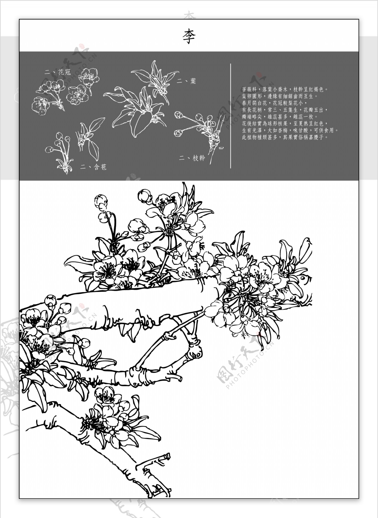 白描花稿李图片