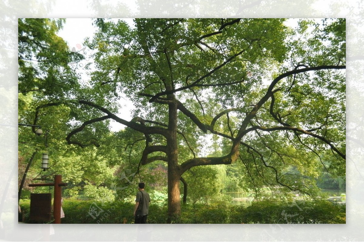 杭州西湖旁枝叶繁茂的树图片