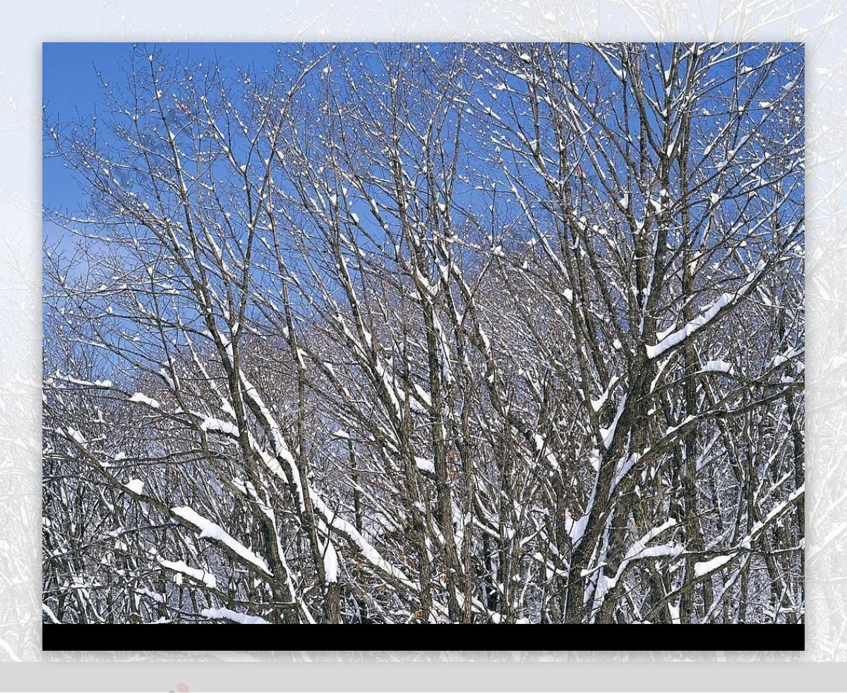 白色冬景落雪的树图片