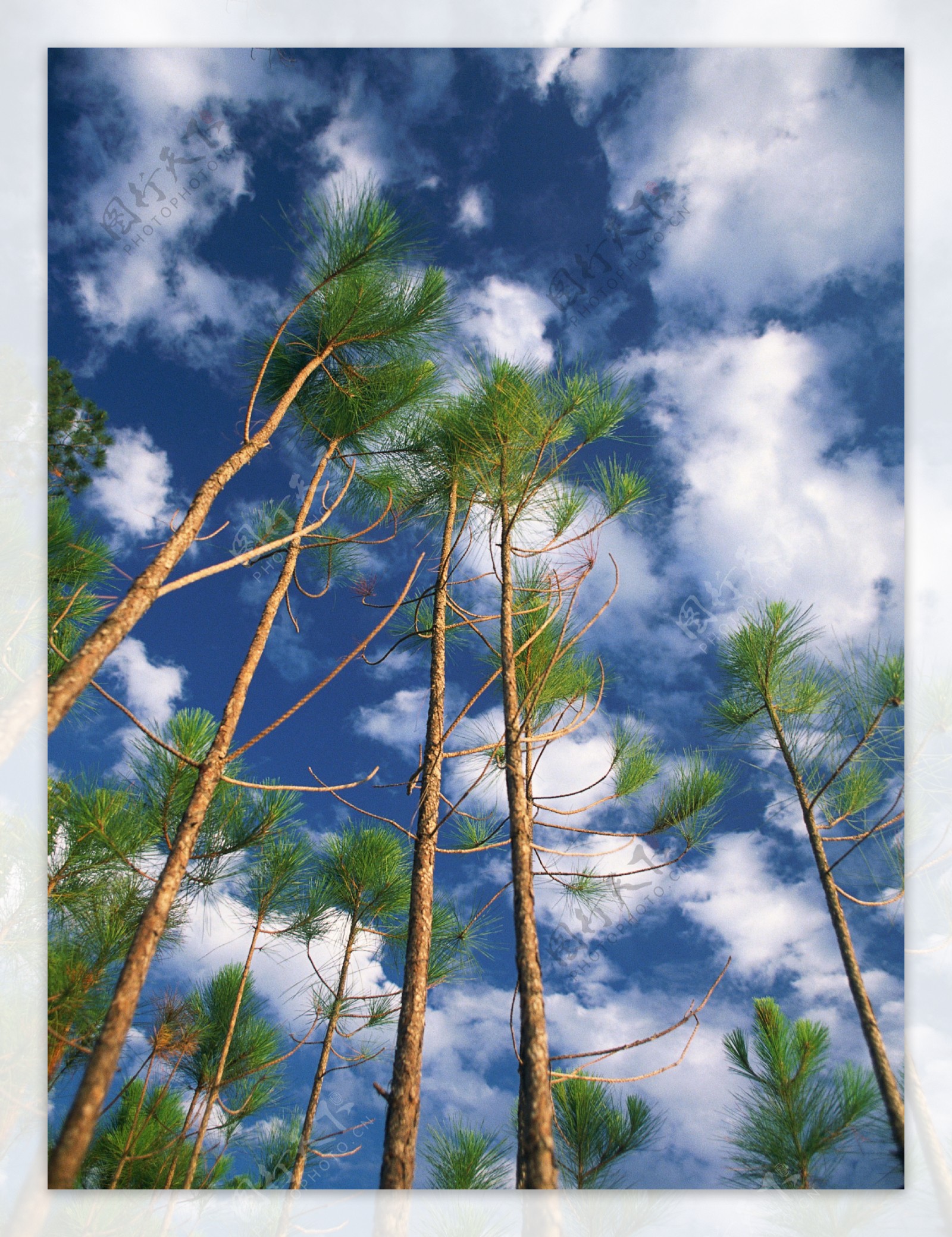 台湾阿里山的苍天大树高清图片下载-正版图片500627140-摄图网
