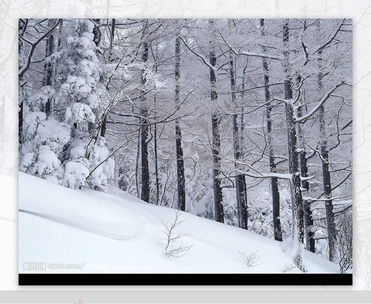 白色冬景白雪树落雪的树图片