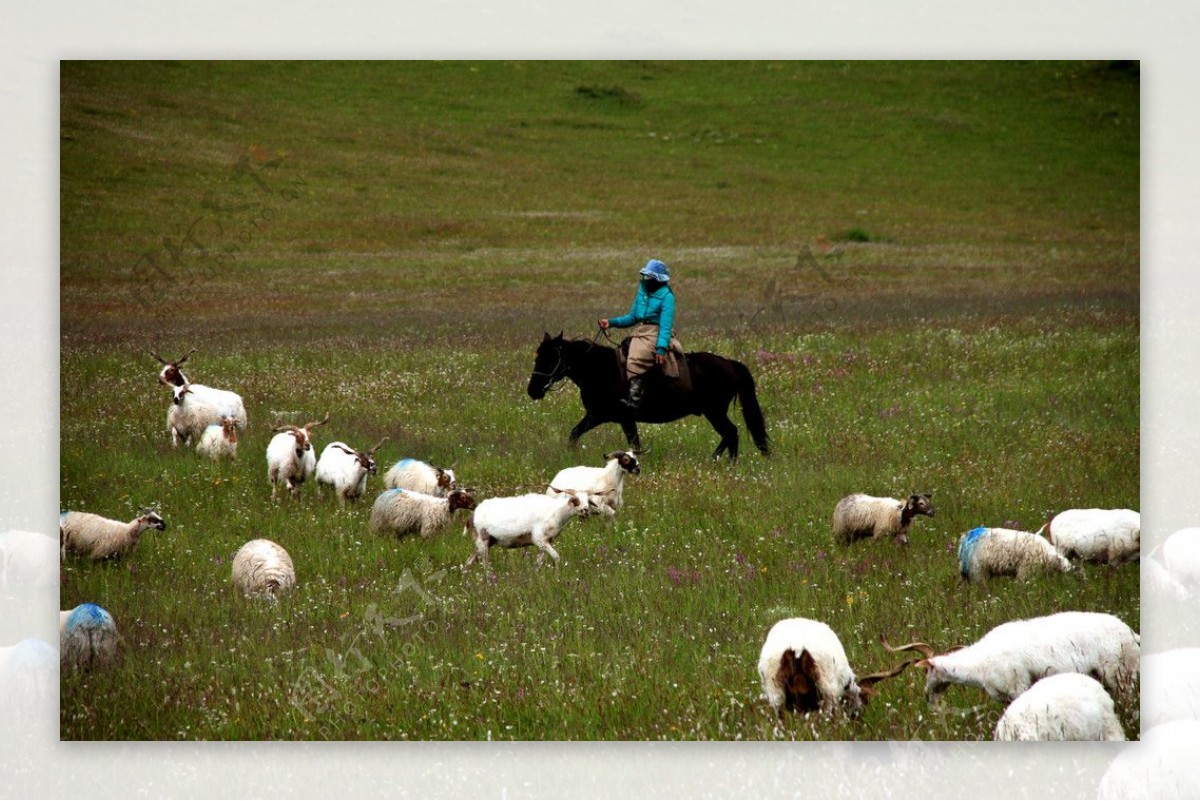 策马牧羊图片