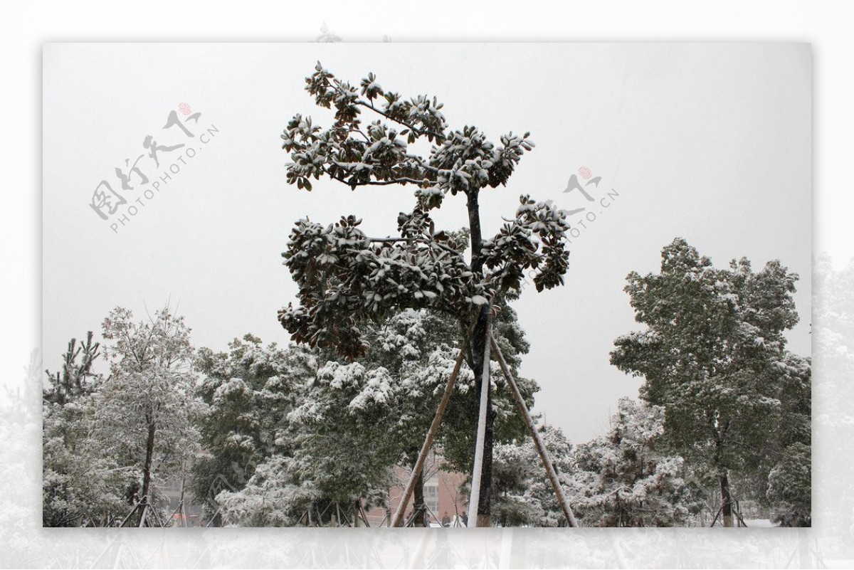 杭州电子科技大学的雪景图片