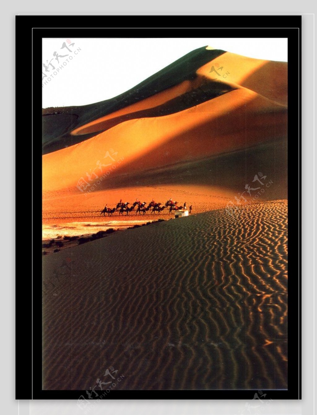 沙漠驼铃图片