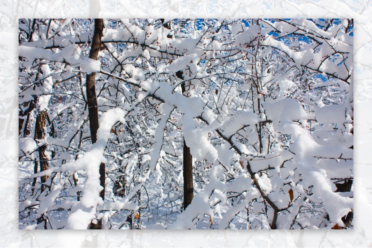 雪挂枝头满眼白图片