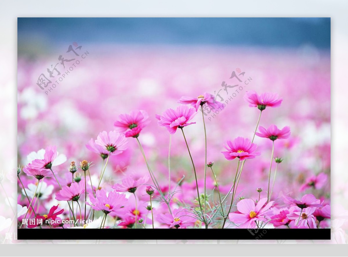 粉色花朵图案背景1图片
