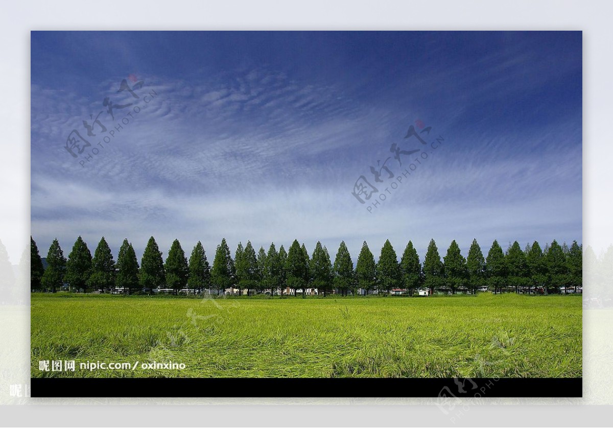 大幅林木风景图图片