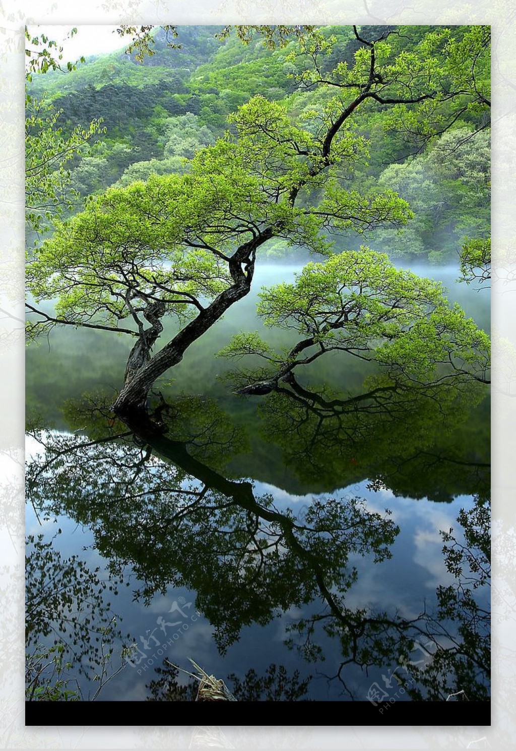 大幅树木水中倒影图图片