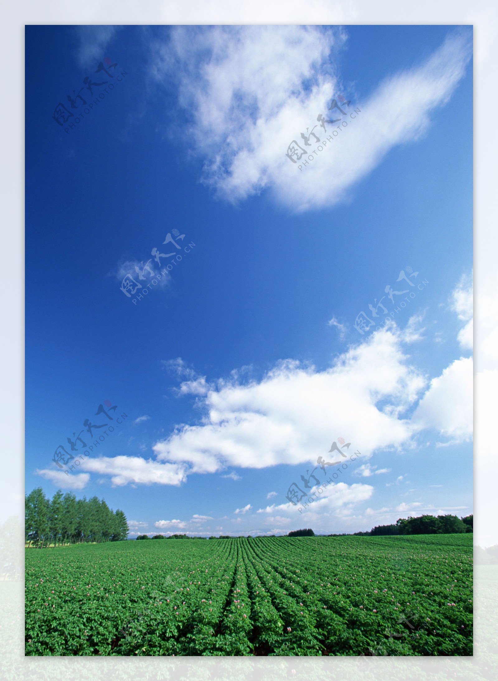 草原上吃草的马儿高清图片下载-正版图片500803846-摄图网