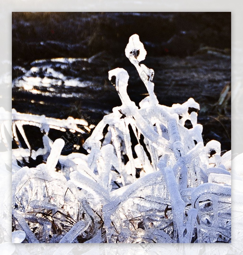冰挂水晶花图片