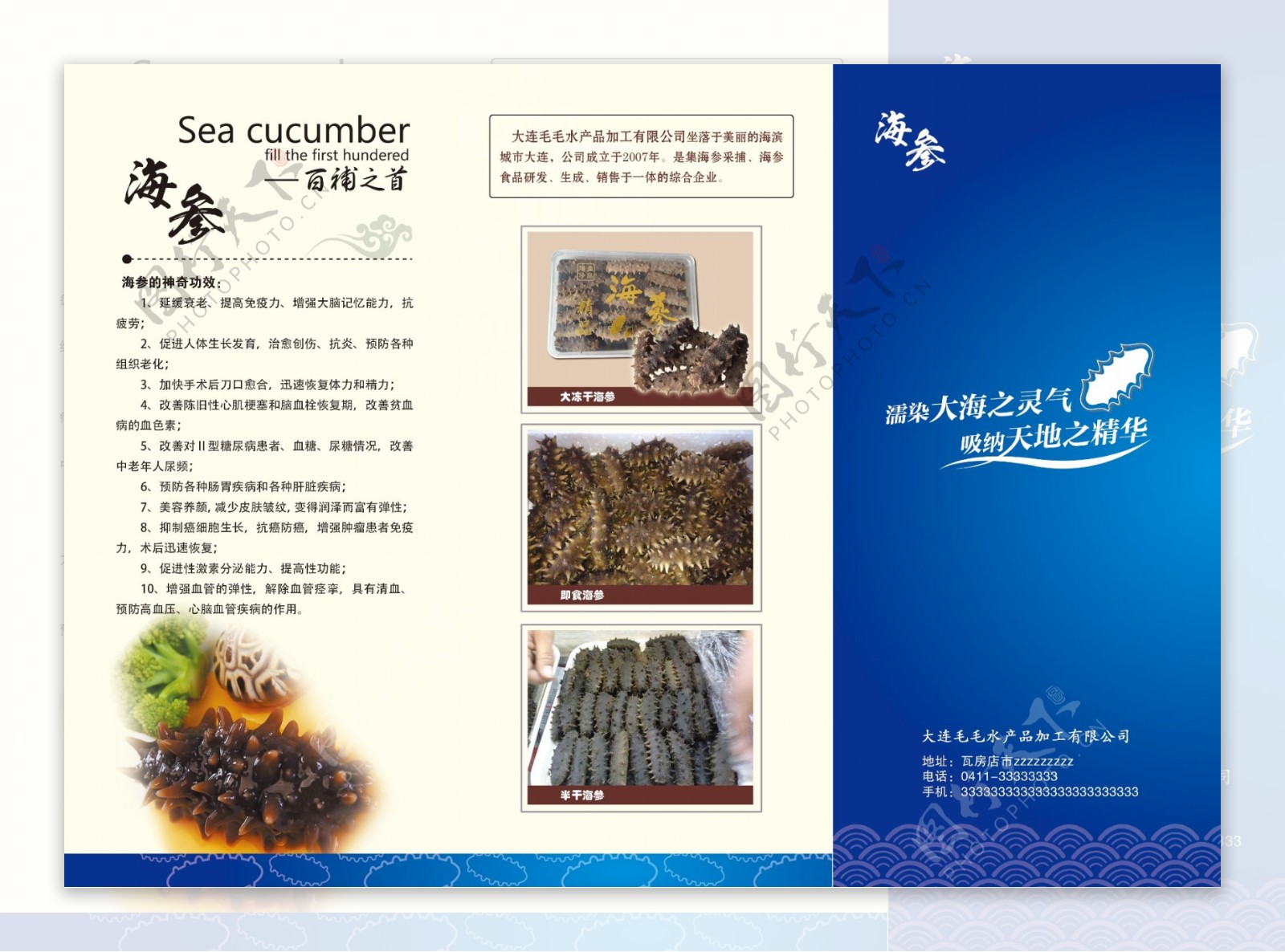 海参折页图片