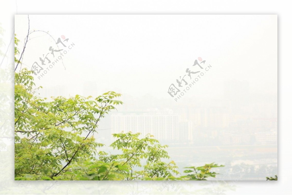 雾天绿叶图片