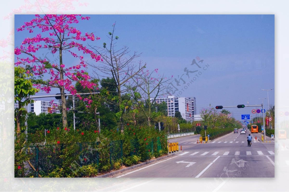 道路景观城市绿化图片