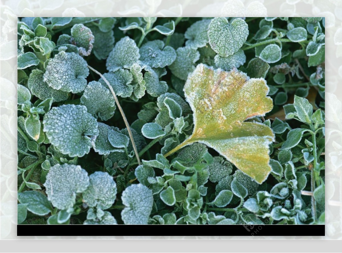 霜冻的植物图片