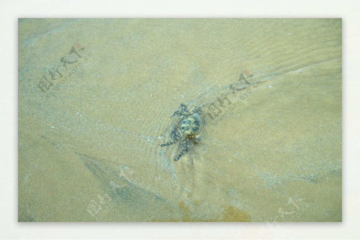 金沙滩海蟹图片