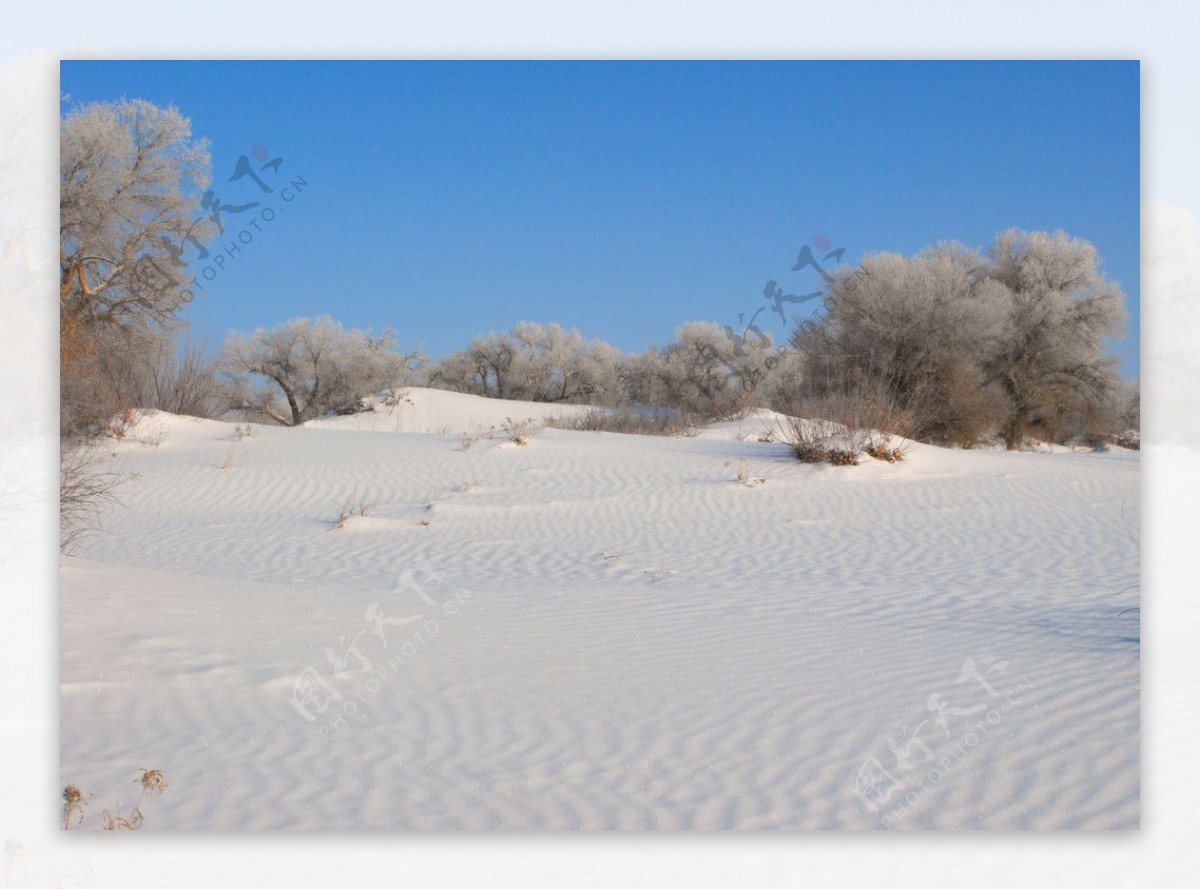 胡杨傲雪图片