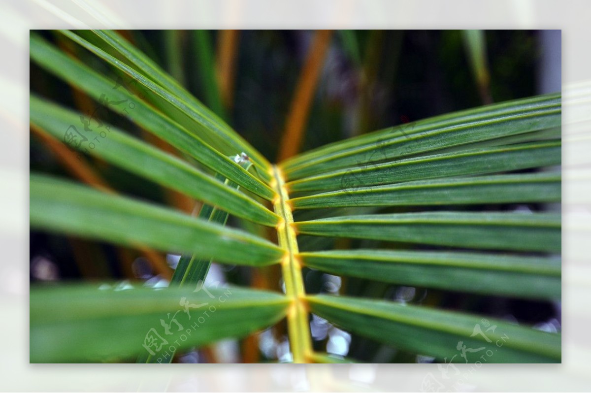 热带雨林植被植物微距绿色呀诺达自然风景景观椰子南方叶子图片