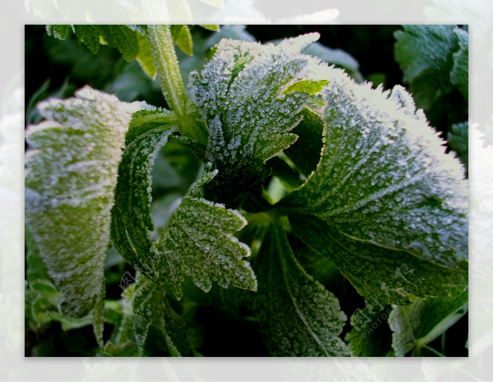 植物霜中的植物图片