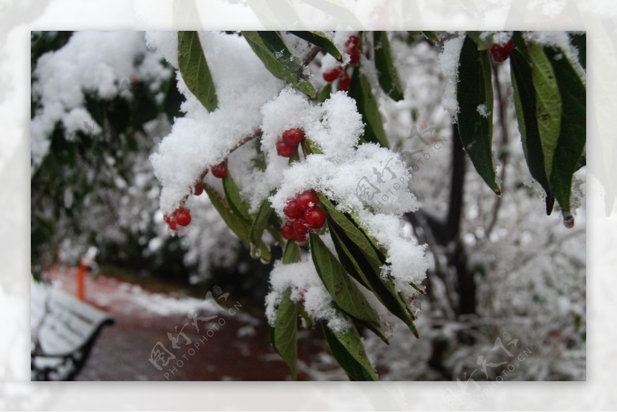 2009北京第一场雪后图片