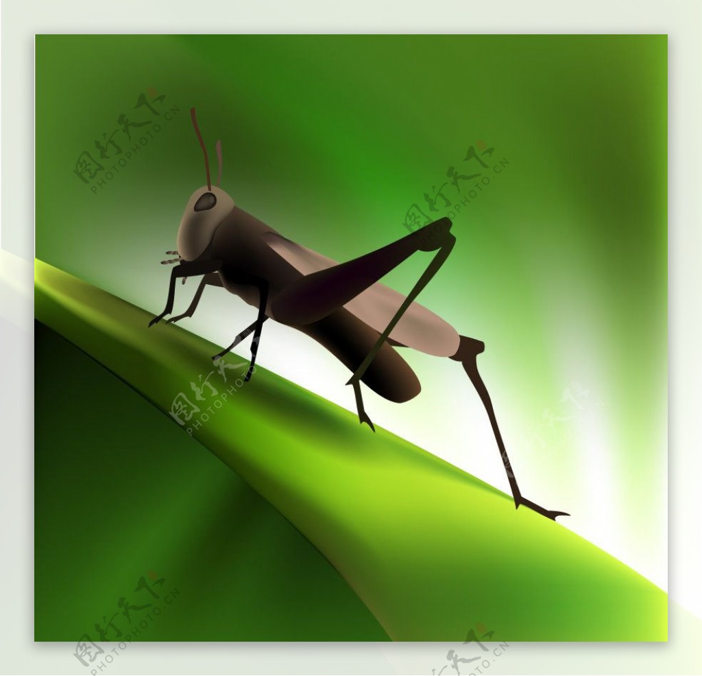 绿色动感线条蚂蚱图片