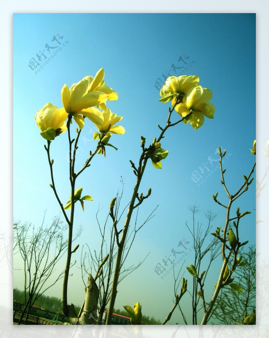 鲜花花朵春天春芽发芽图片