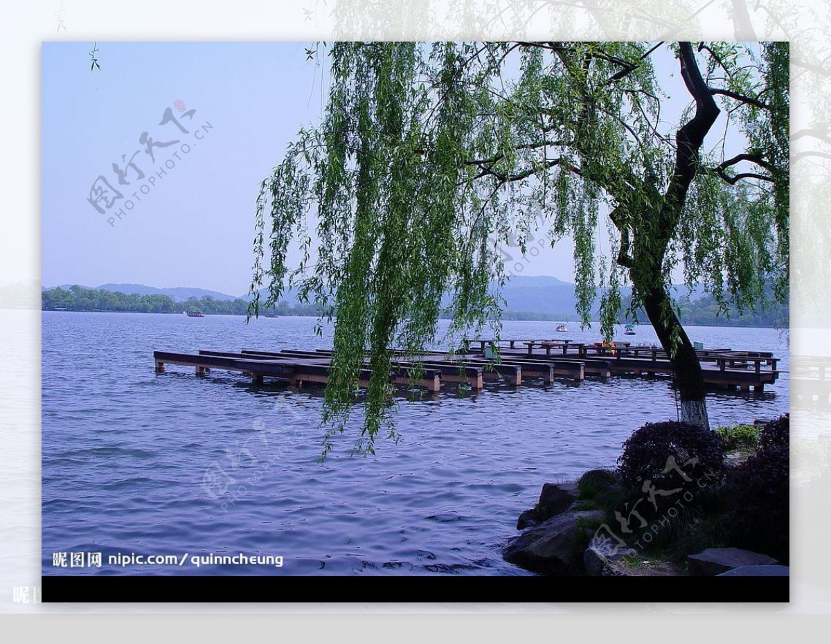 湖畔垂柳图片