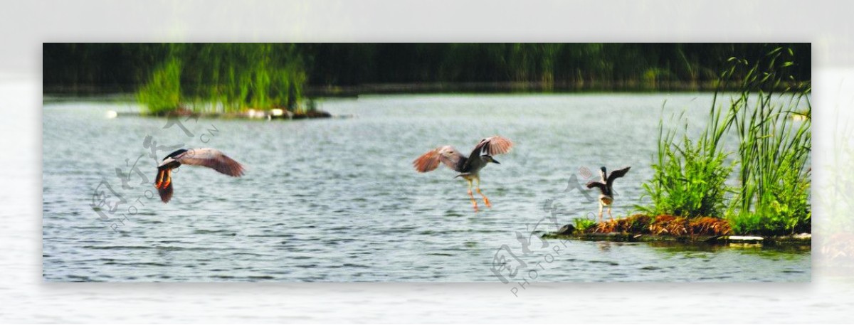 自然湖泊水鸟图片