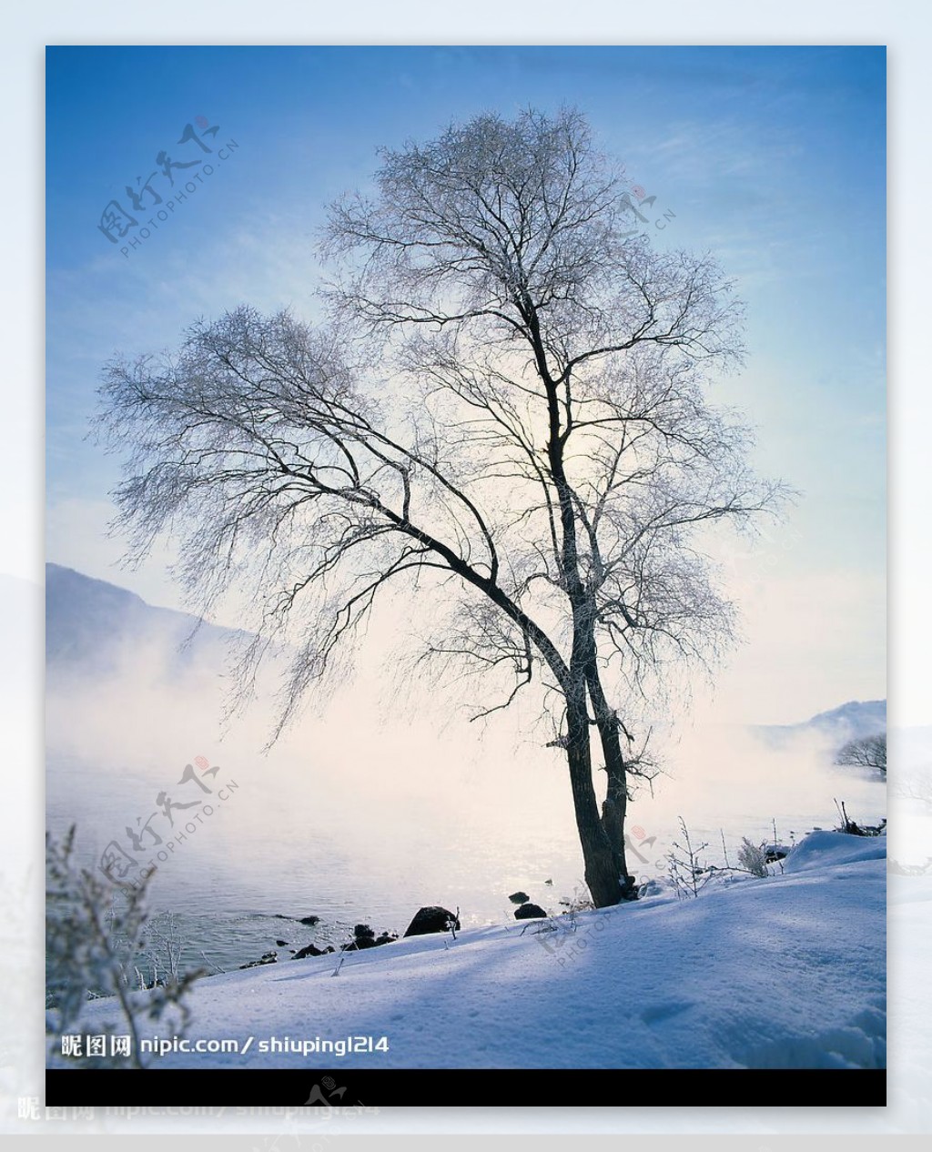 雪之树图片