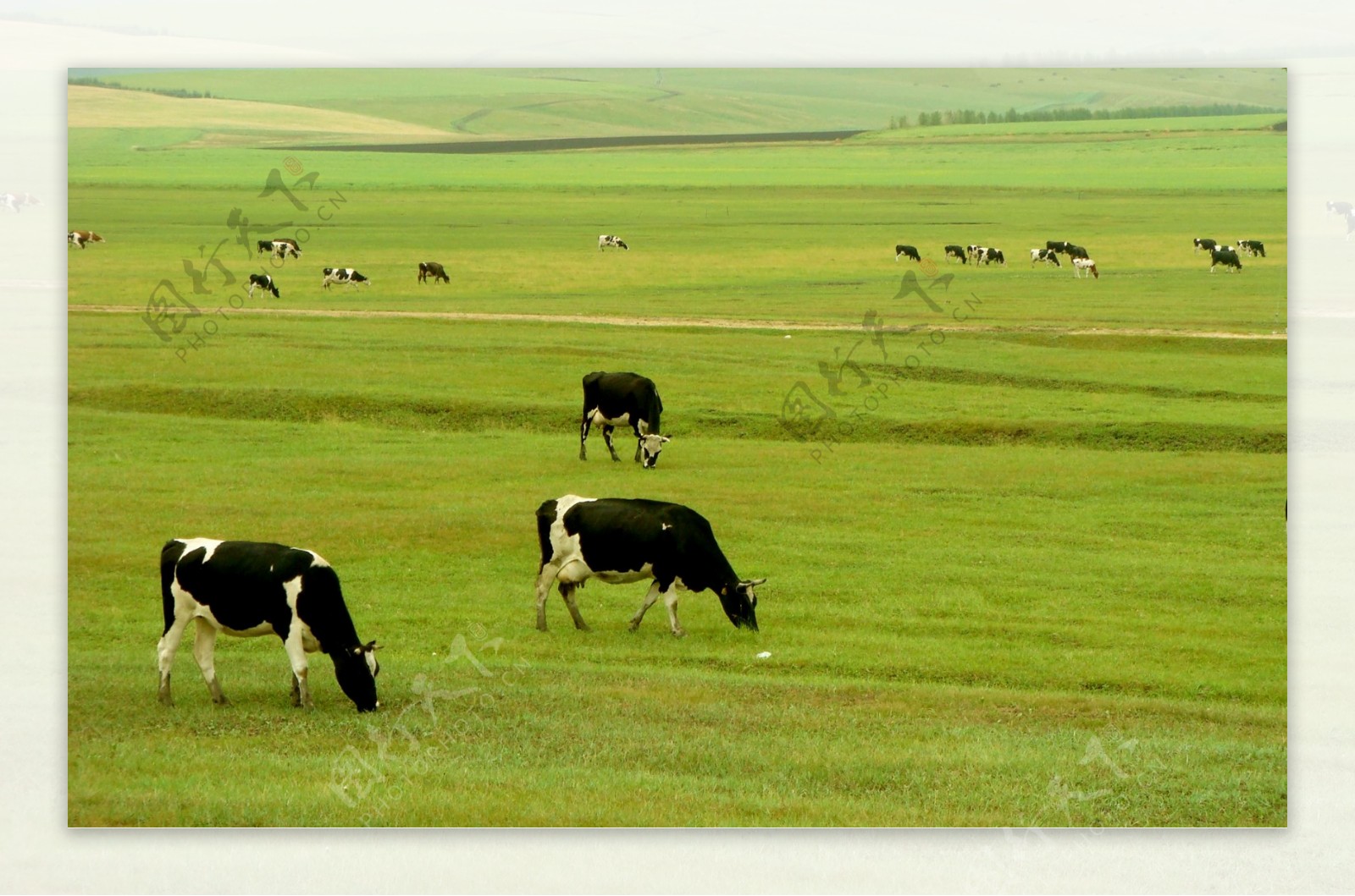 草原牛群图片