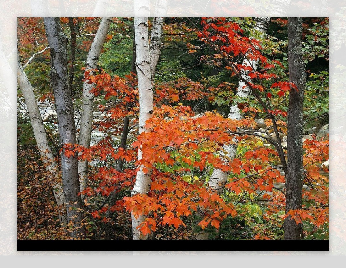 秋天的桦树图片