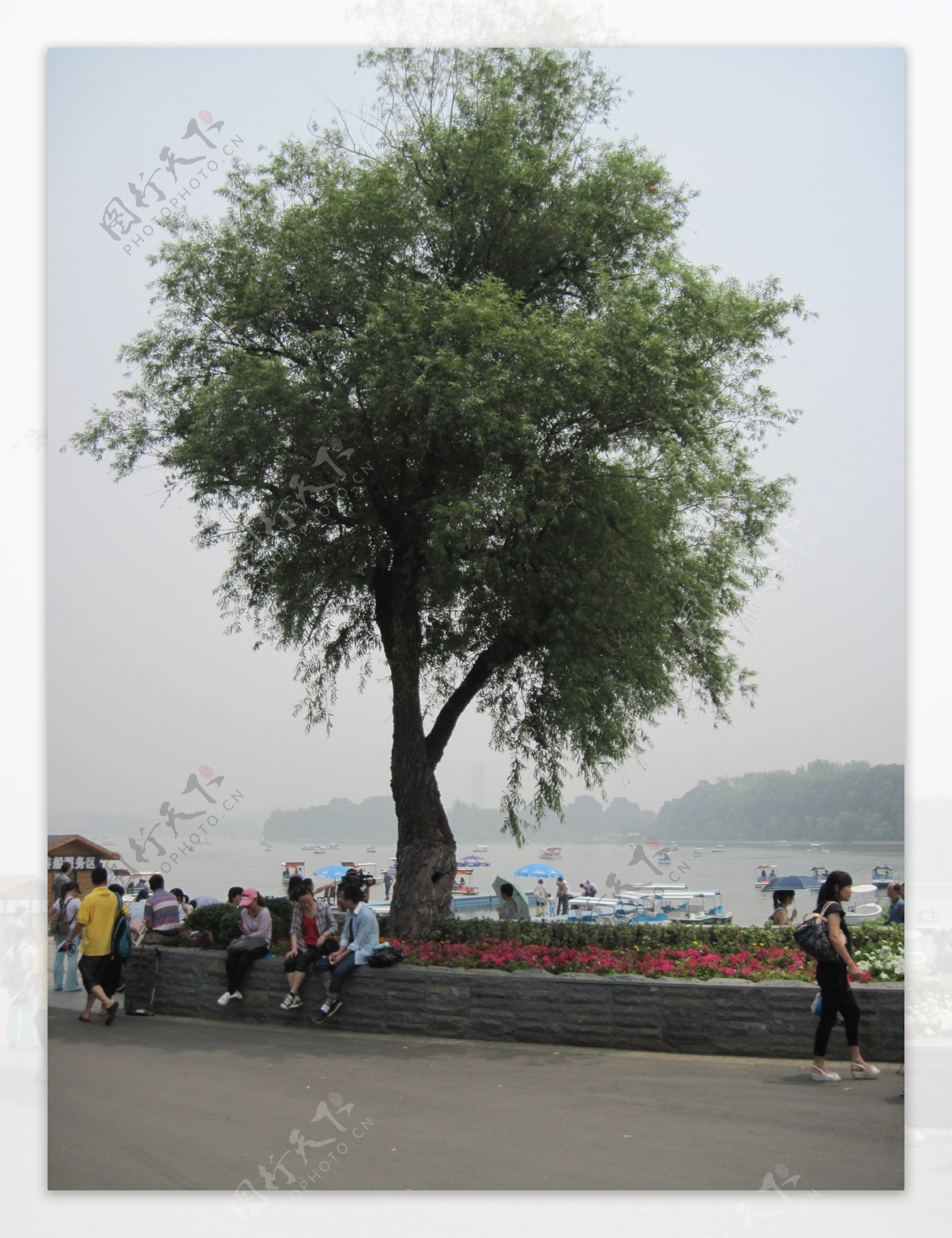 玄武湖柳树图片