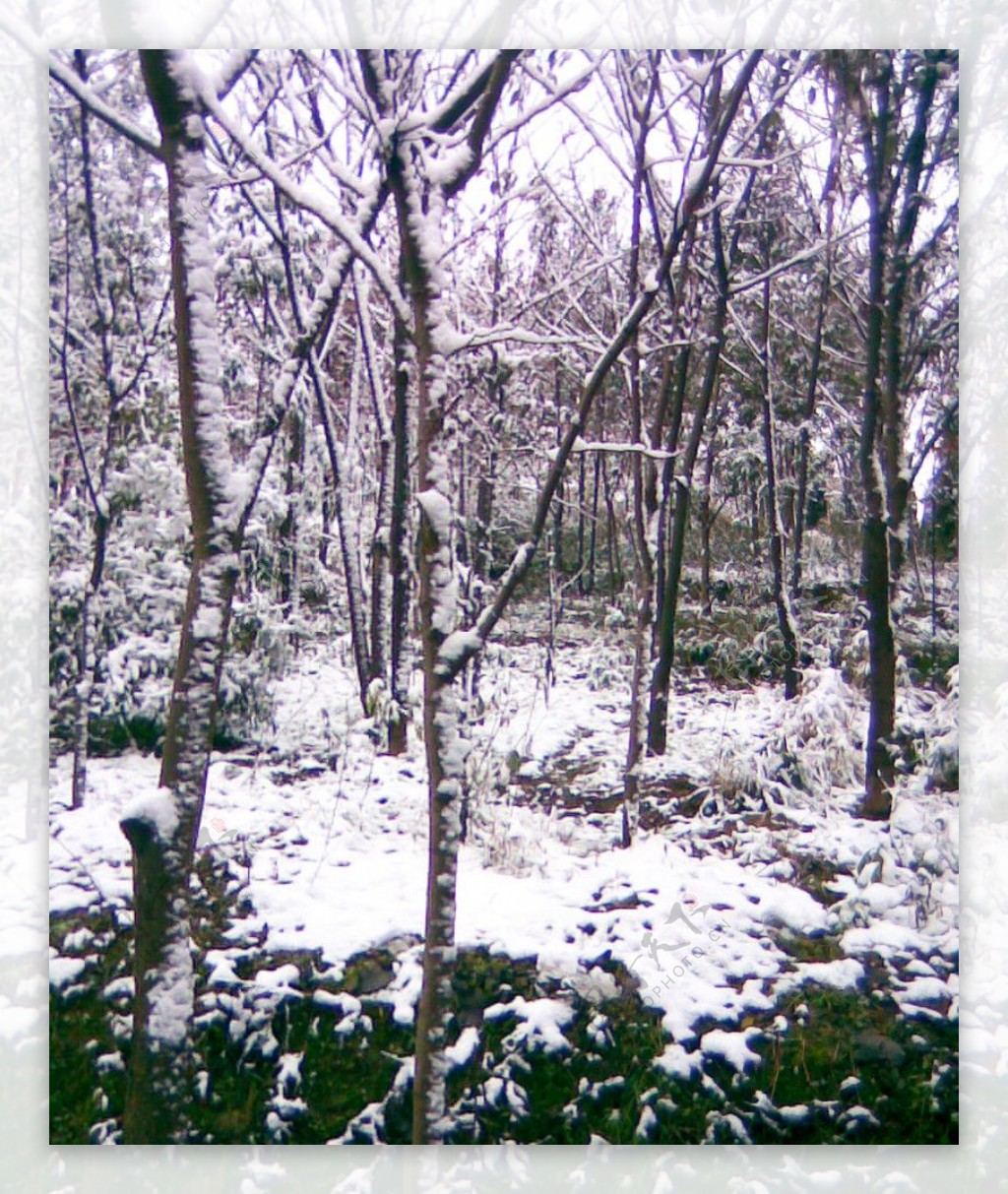 雪景白雪雪花雪树树上的雪图片