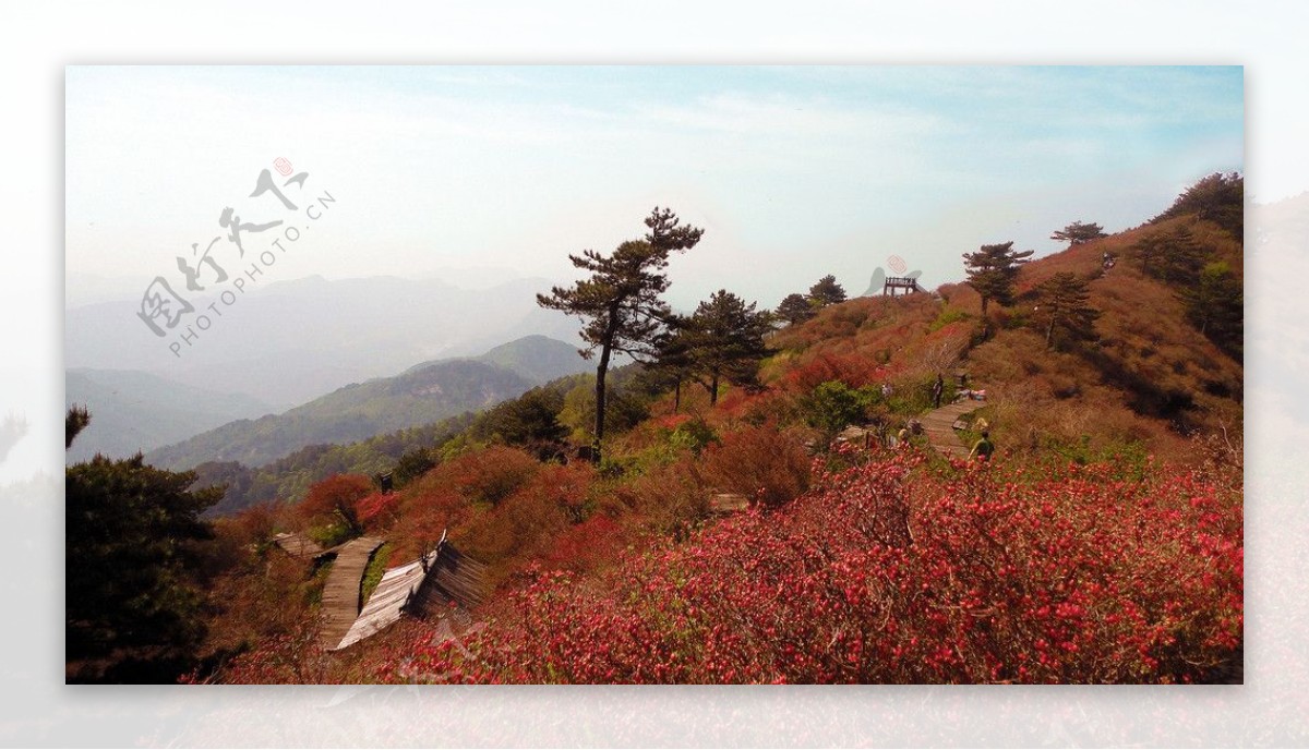 大别山杜鹃节图片