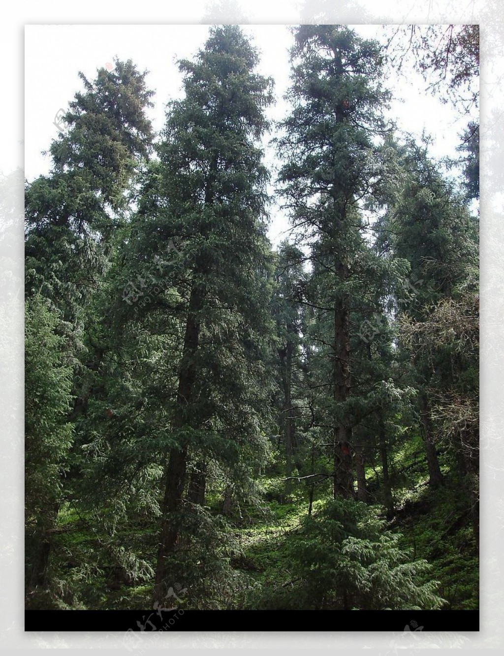 山间树林图片
