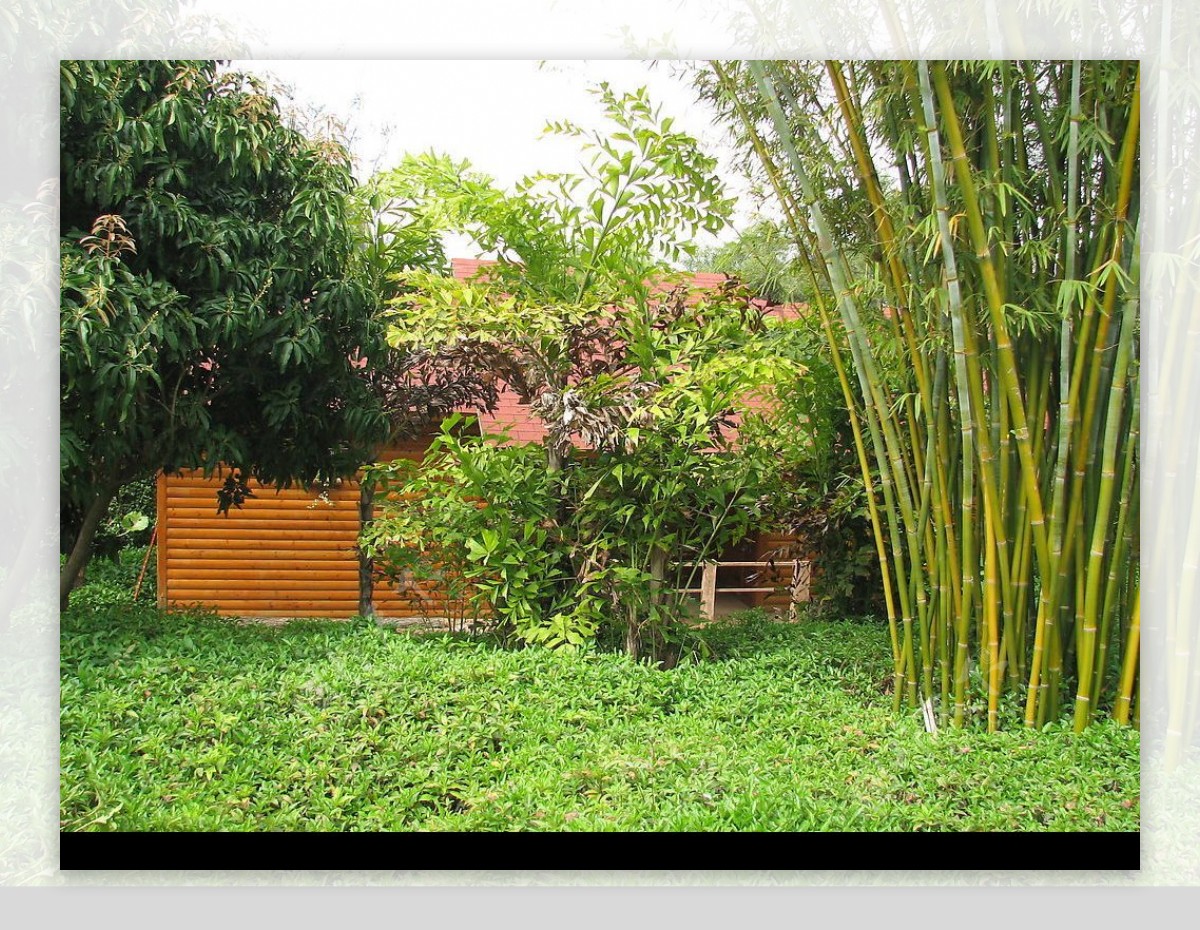 竹林里的小屋图片