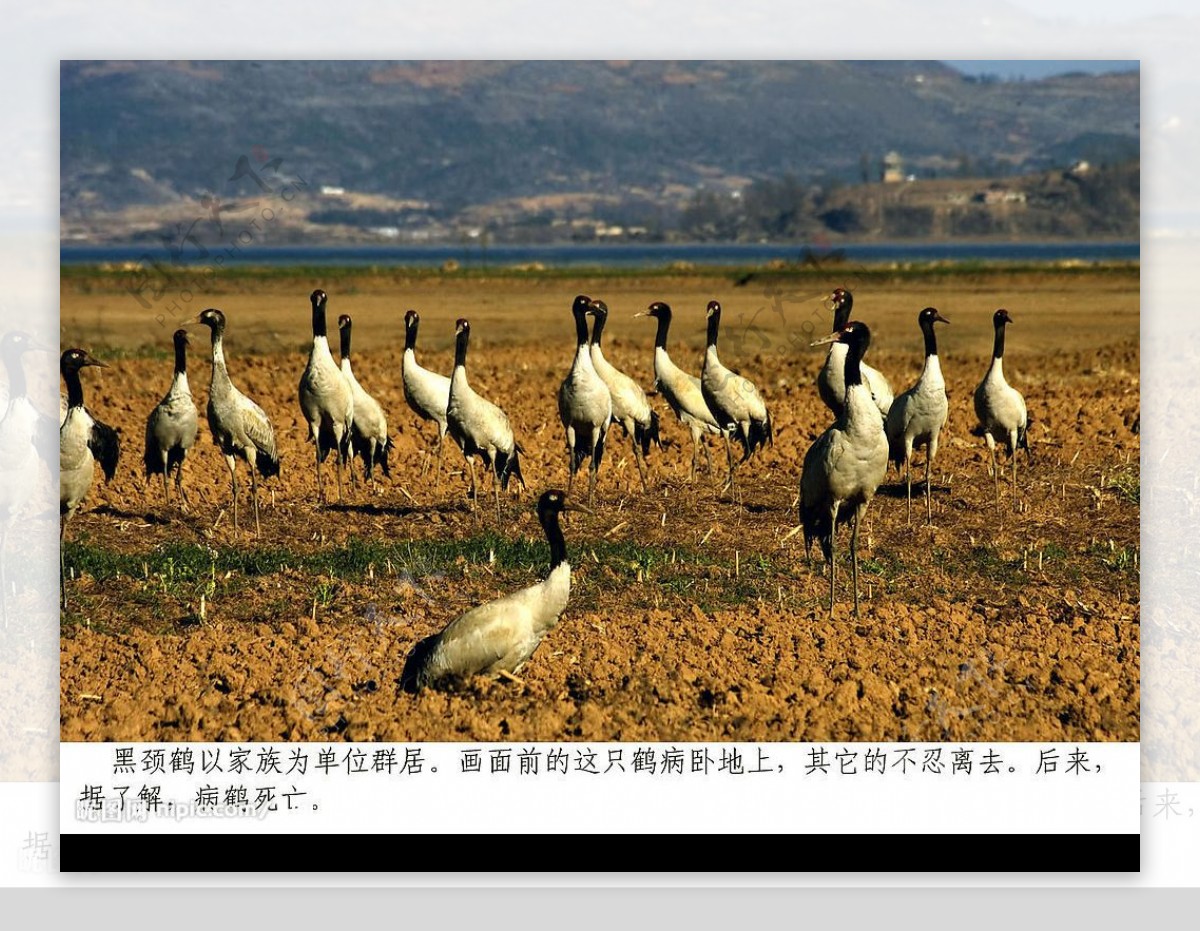 黑颈鹤图片