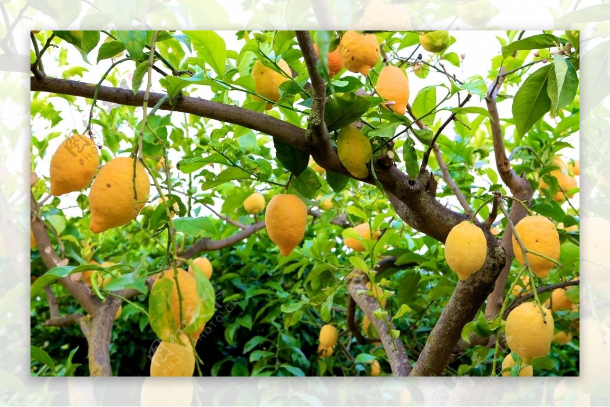 柠檬树图片