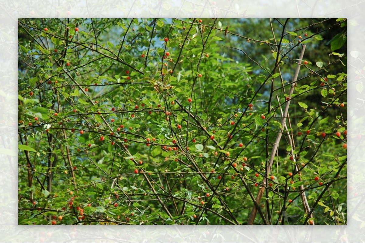 野山莓图片