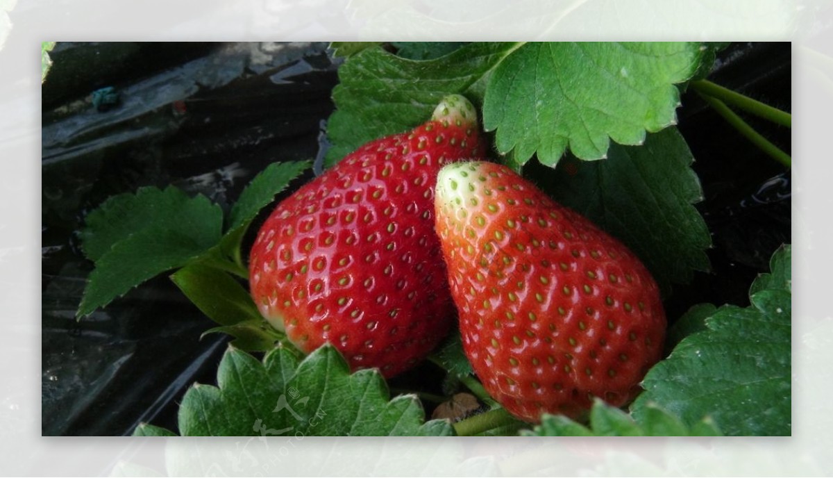 草莓高清大图图片