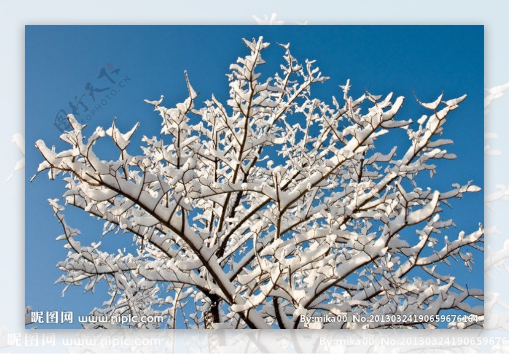 春雪树挂图片
